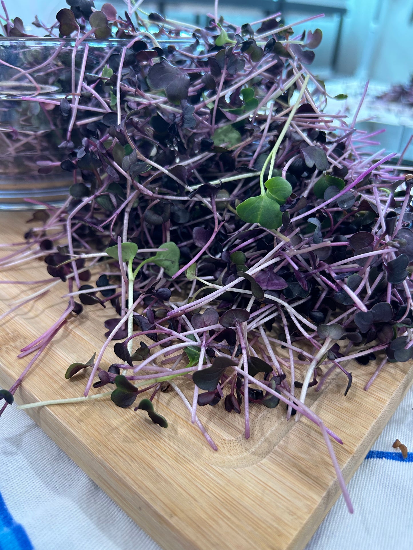 Red Radish