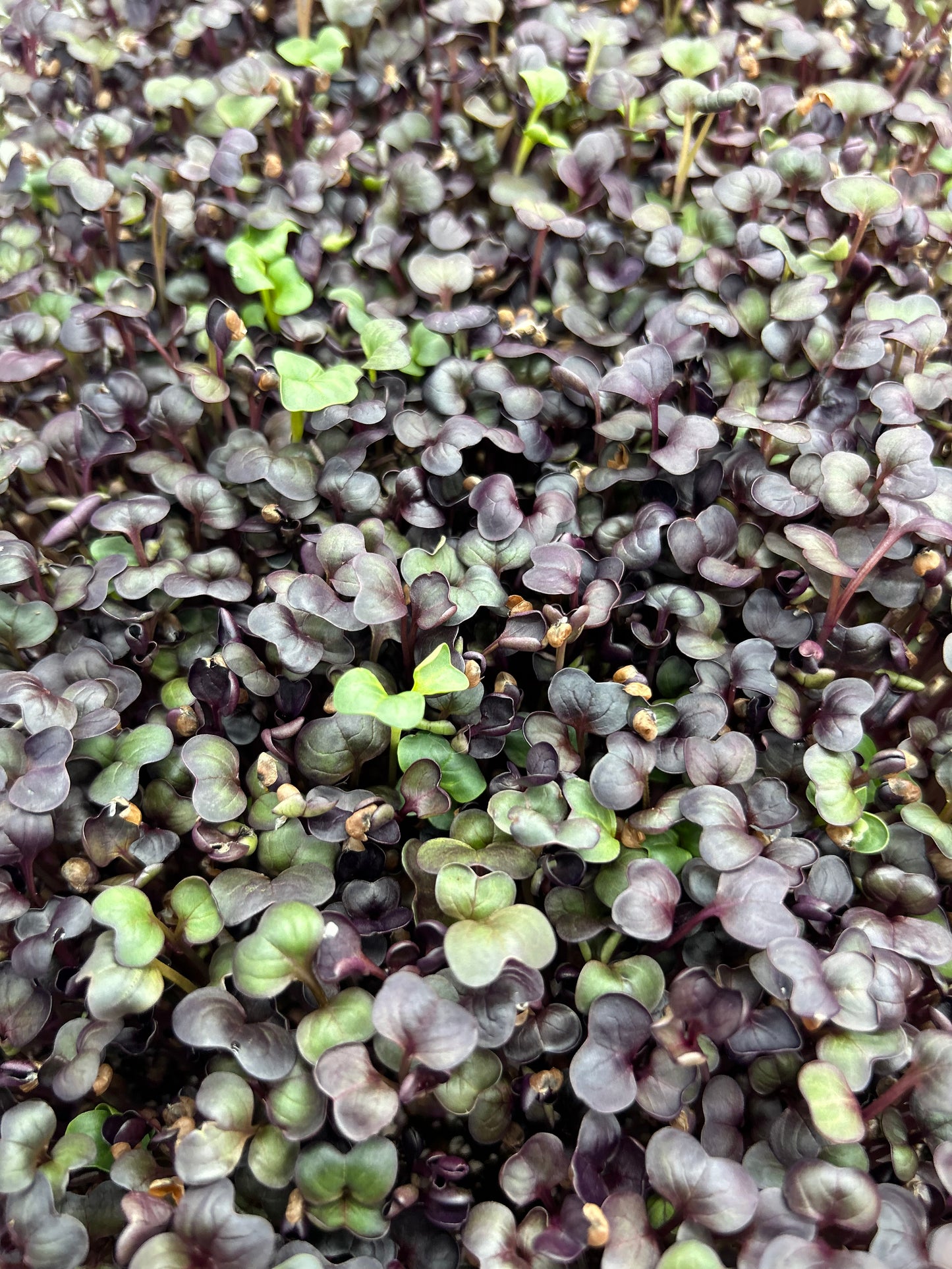 Red Radish