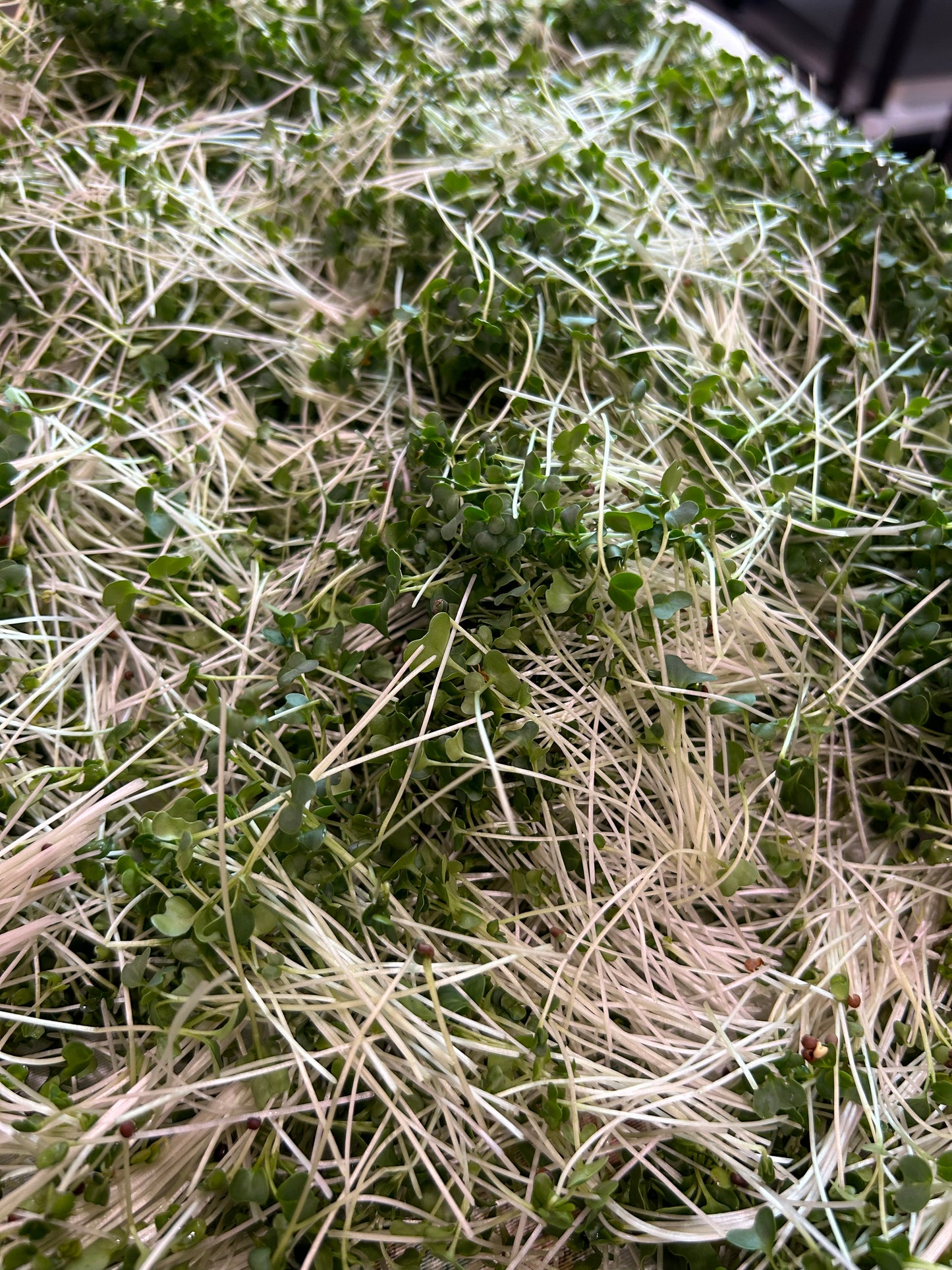 Broccoli