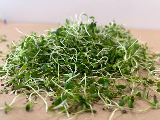 Alfalfa