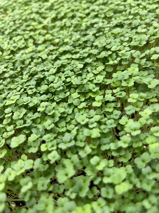 Arugula